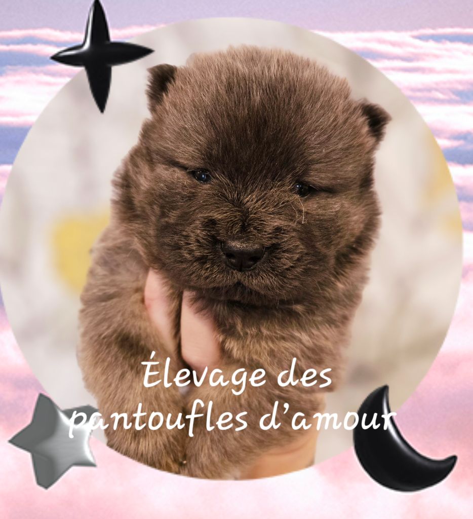 des Pantoufles d'Amour - Chiot disponible  - Chow Chow