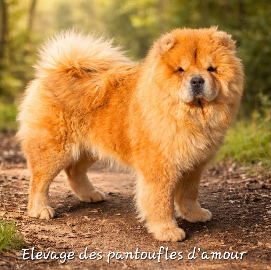 Skipper Du Royaume Des Chiens Ours