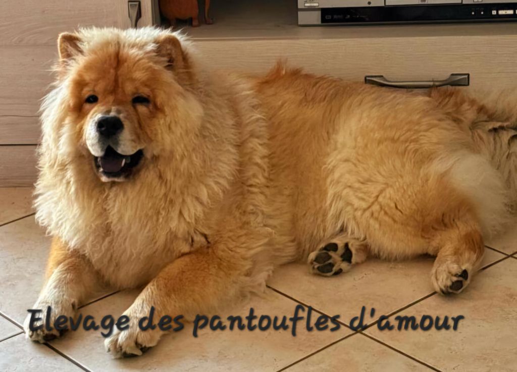 Ullie des Pantoufles d'Amour