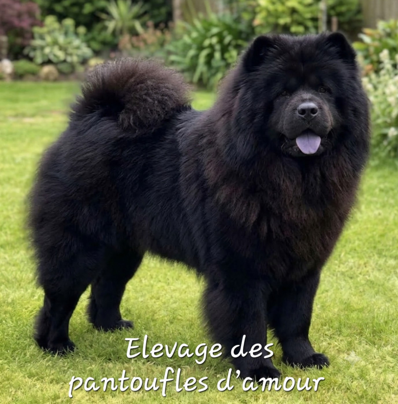 Violette des Pantoufles d'Amour