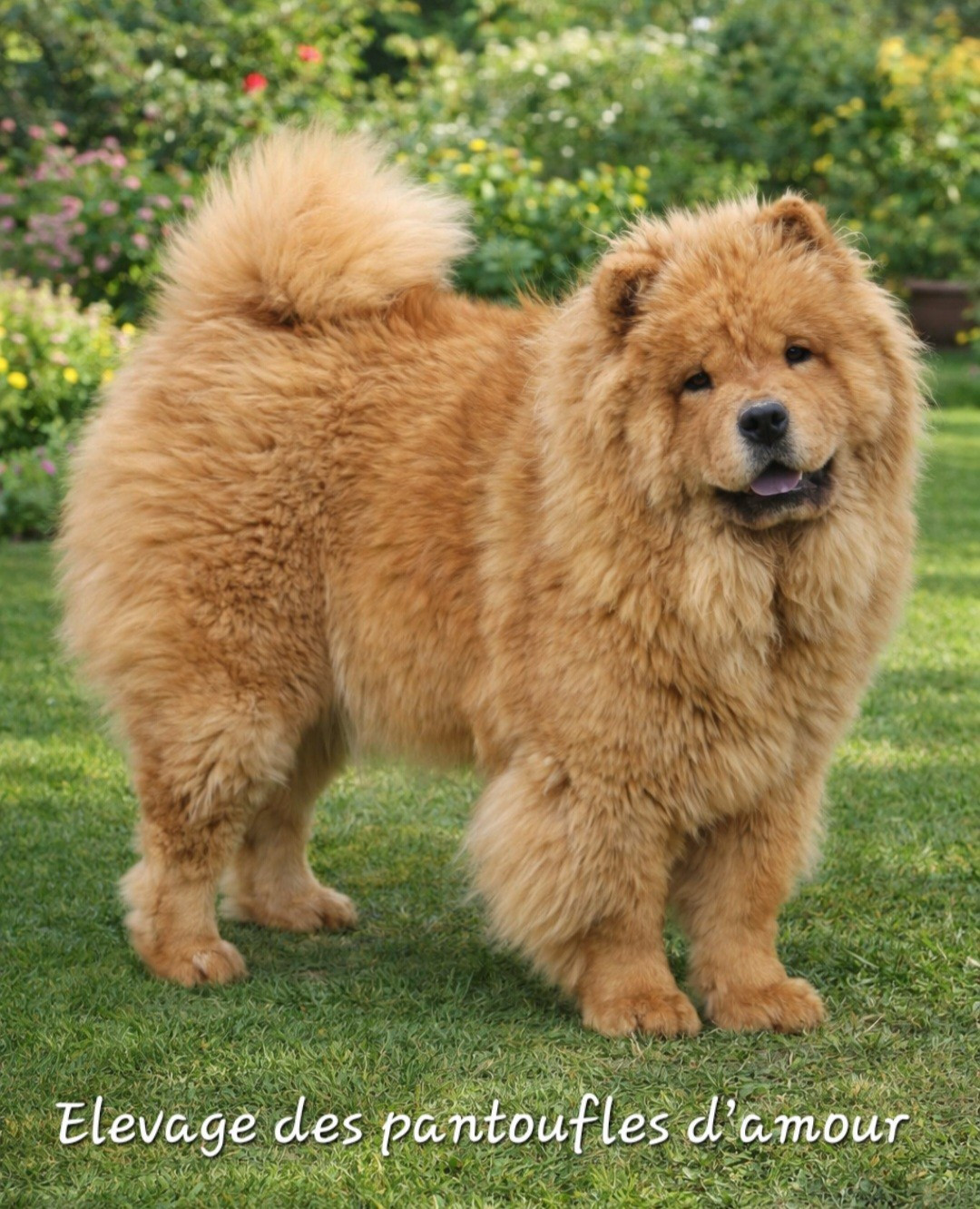 Anna des Pantoufles d'Amour