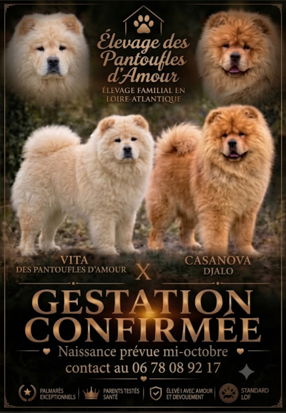 chiots chow chow à naitre bientôt