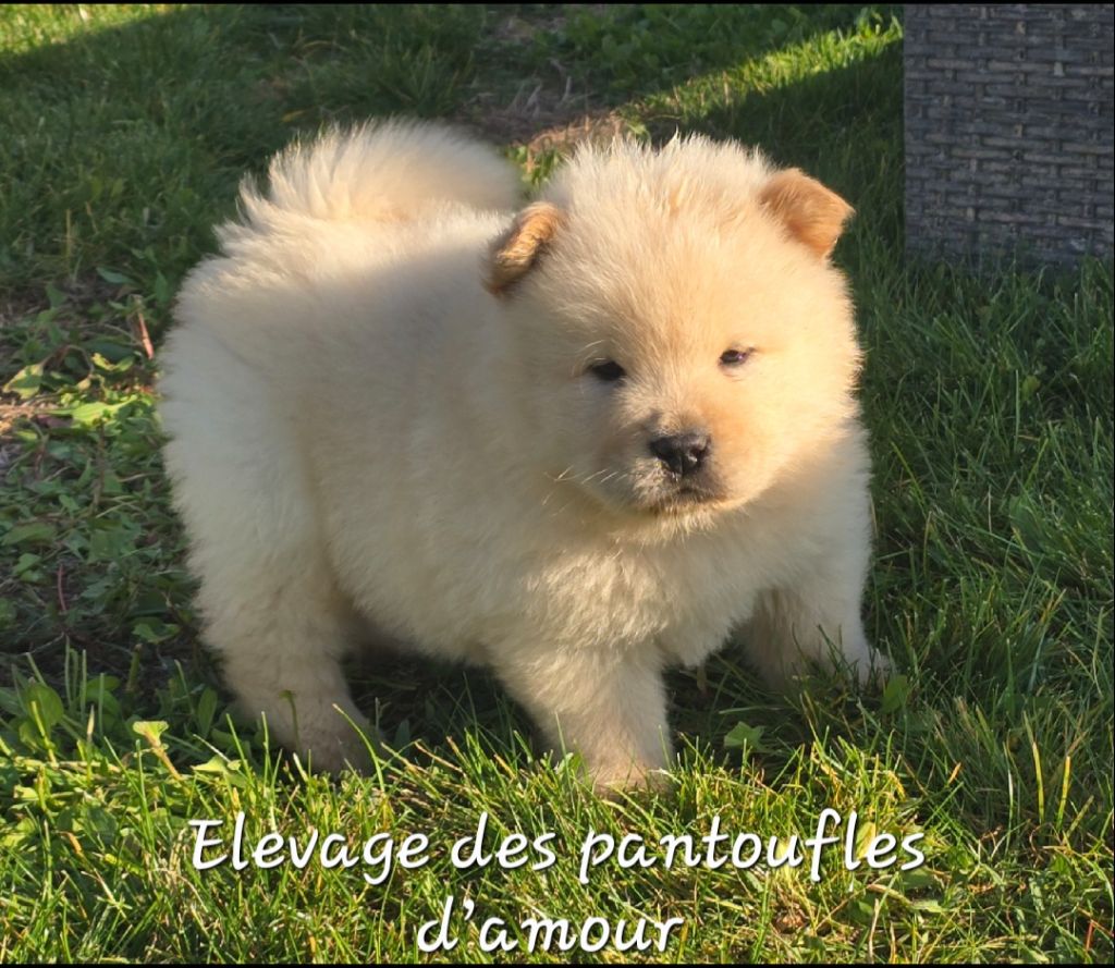 des Pantoufles d'Amour - Chiots disponibles - Chow Chow