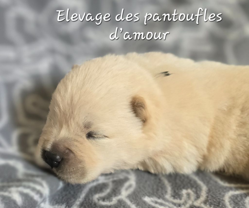 des Pantoufles d'Amour - Chiots disponibles - Chow Chow