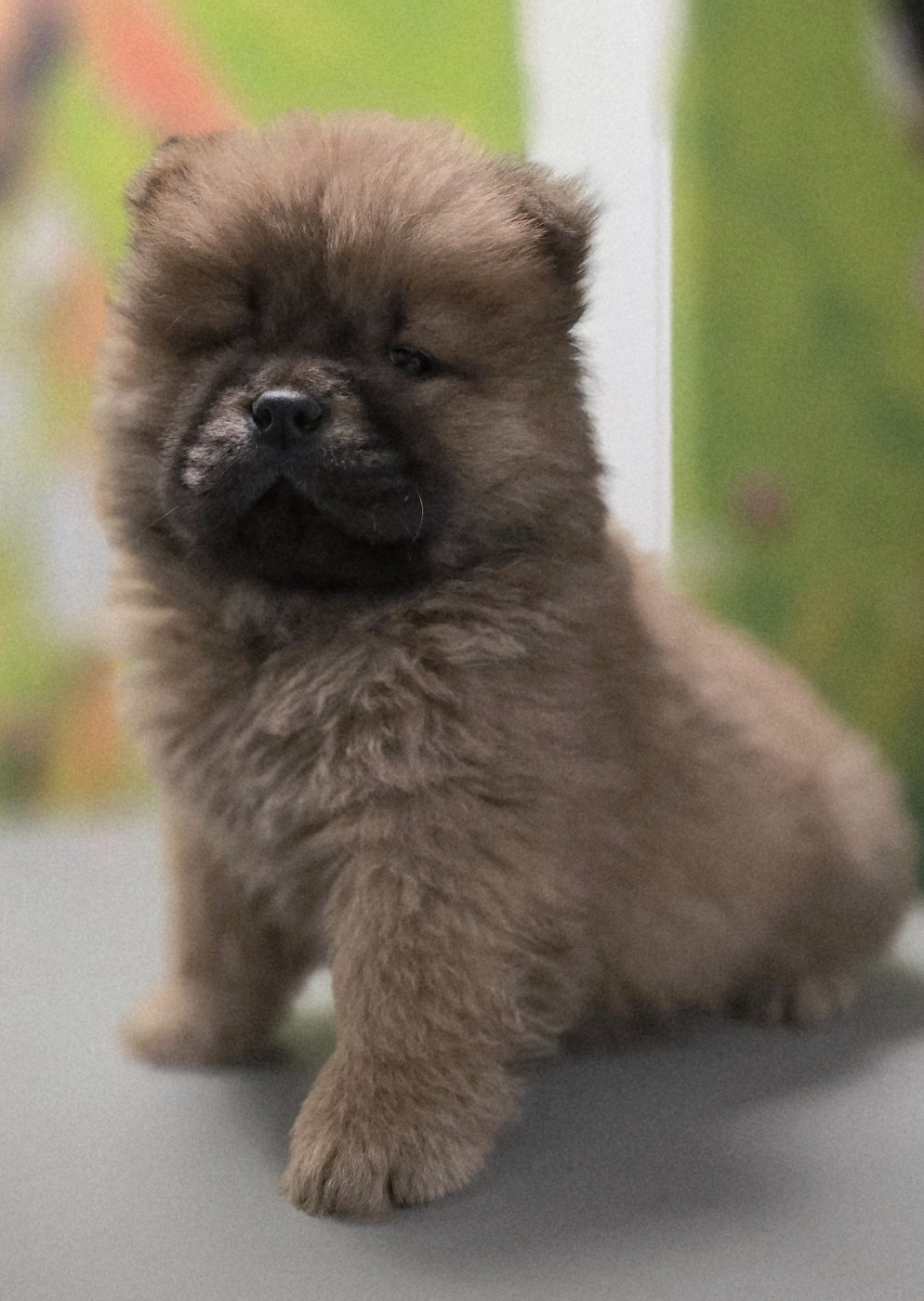 des Pantoufles d'Amour - Chiots disponibles - Chow Chow