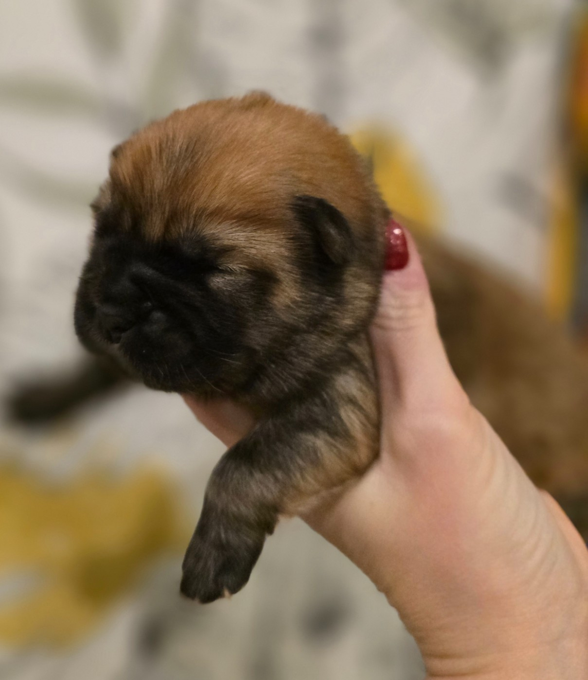 des Pantoufles d'Amour - Chiots disponibles - Chow Chow