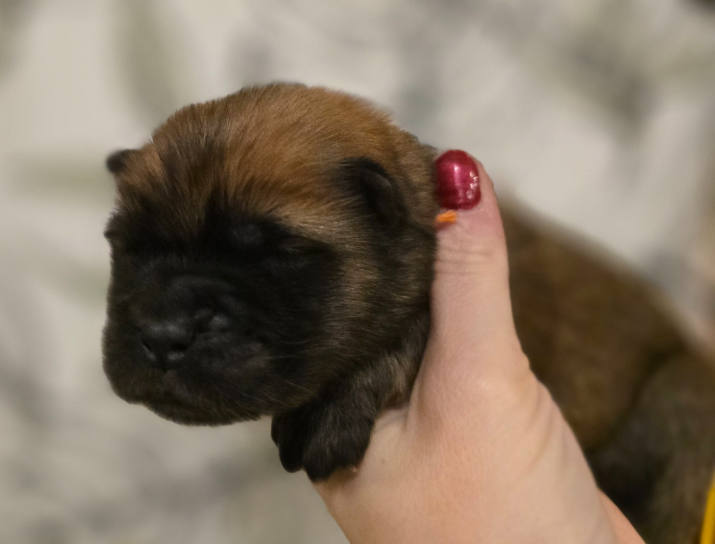 des Pantoufles d'Amour - Chiots disponibles - Chow Chow