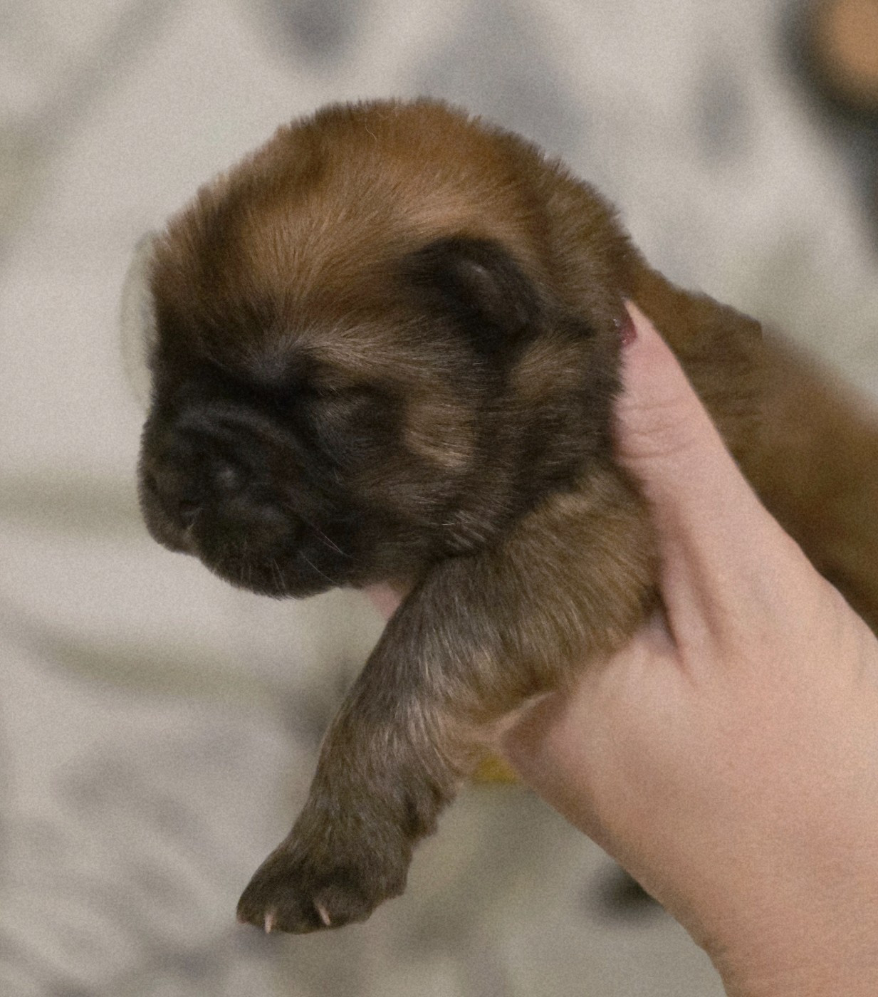 des Pantoufles d'Amour - Chiots disponibles - Chow Chow