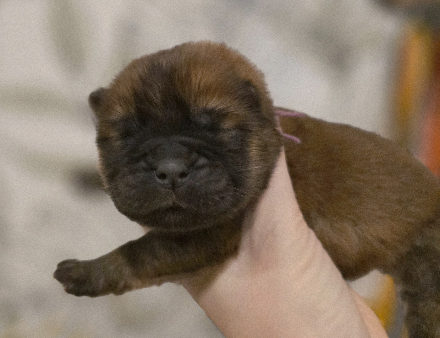 des Pantoufles d'Amour - Chiots disponibles - Chow Chow