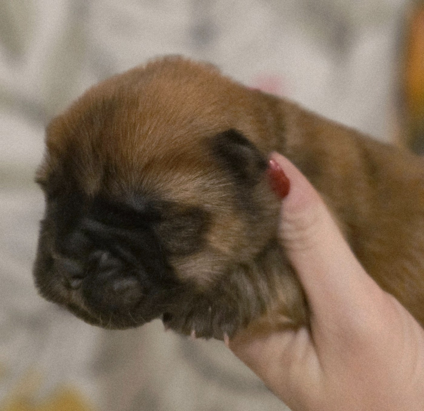 des Pantoufles d'Amour - Chiots disponibles - Chow Chow