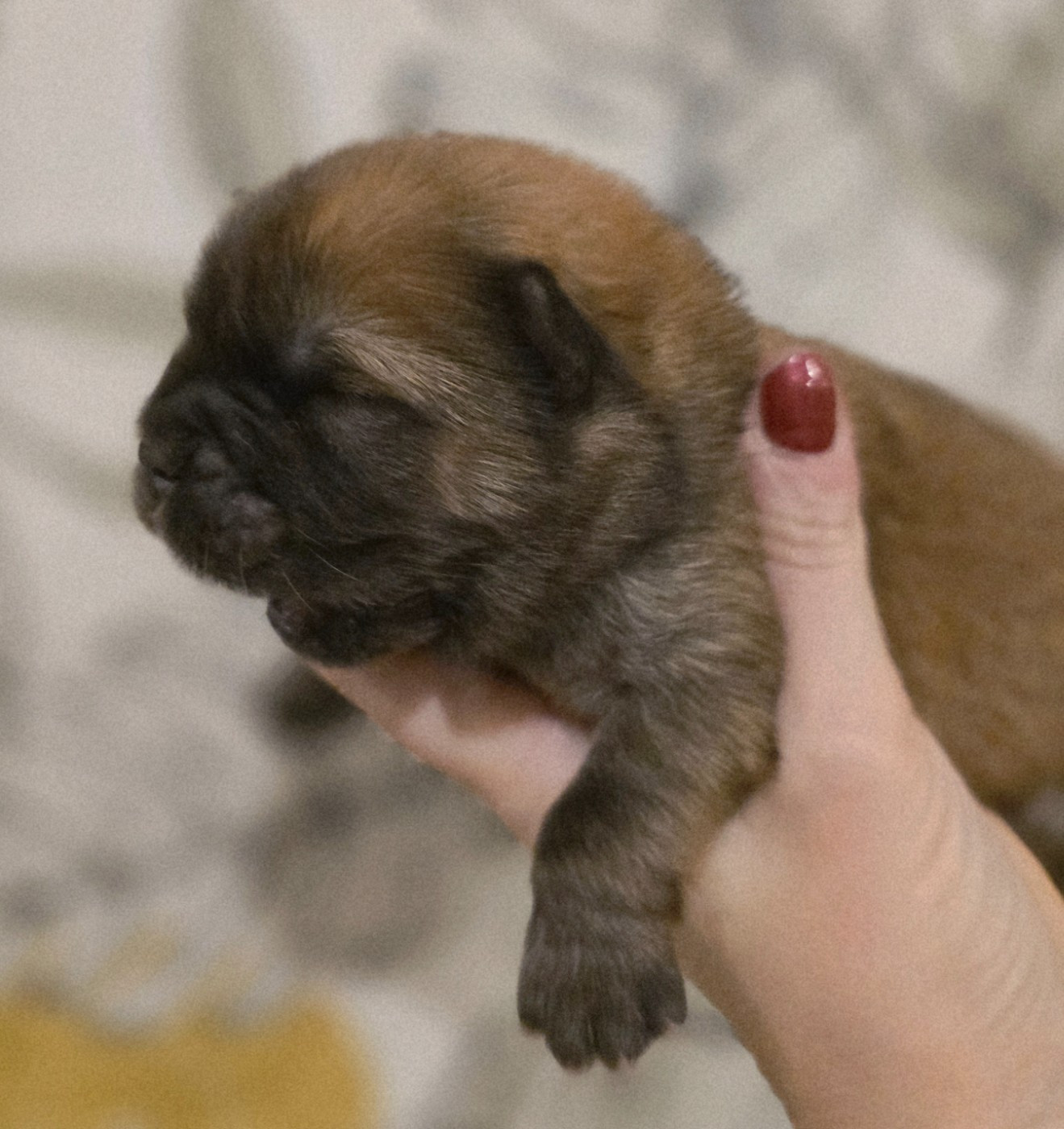 des Pantoufles d'Amour - Chiots disponibles - Chow Chow