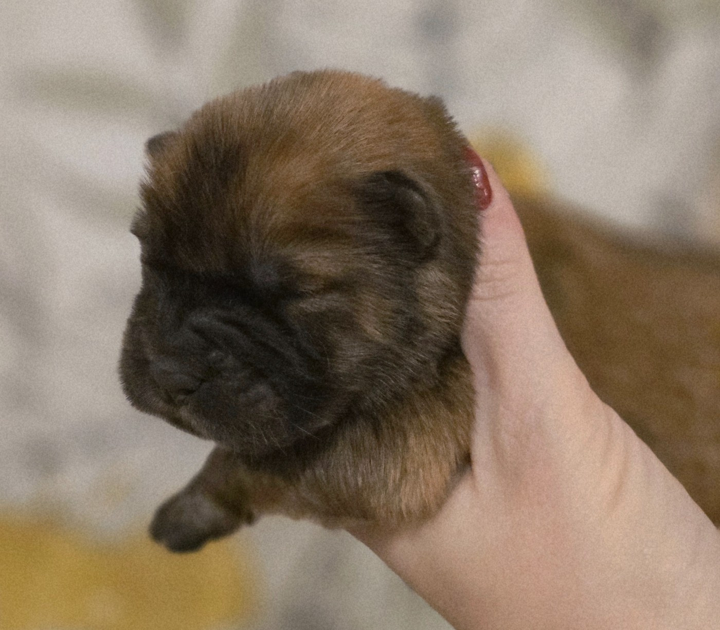 des Pantoufles d'Amour - Chiots disponibles - Chow Chow