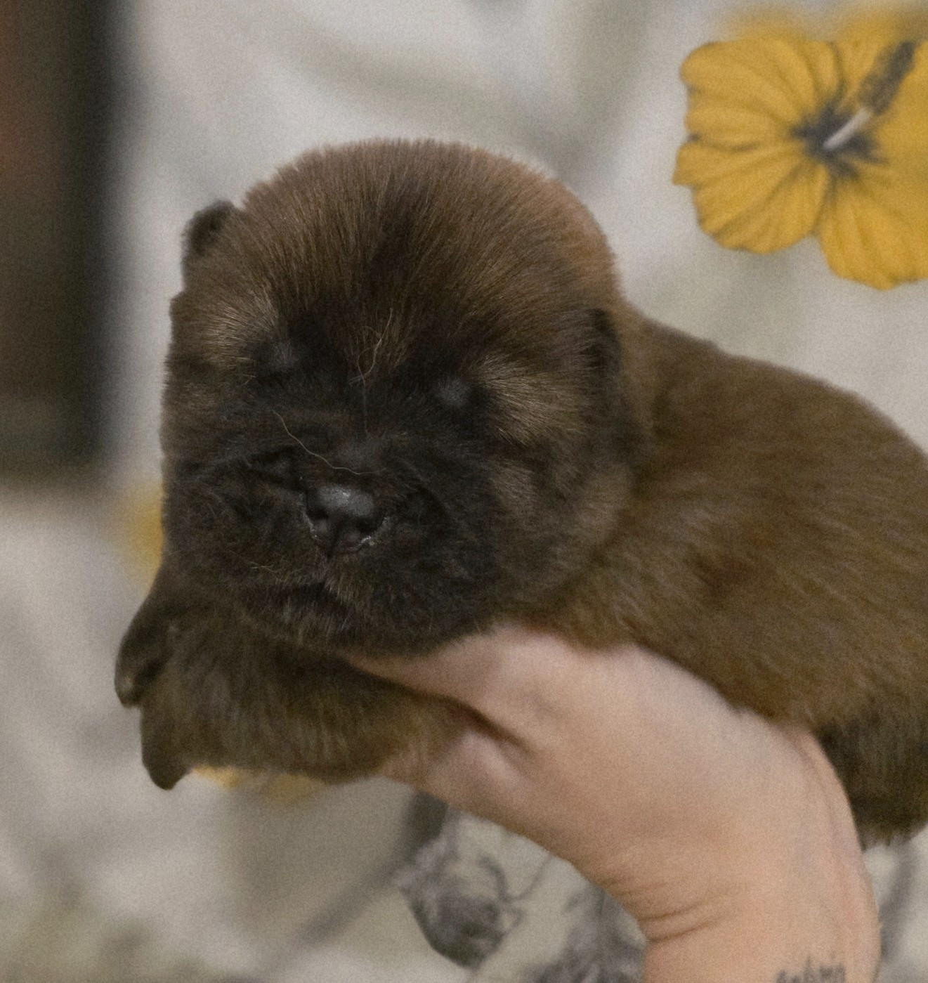 des Pantoufles d'Amour - Chiots disponibles - Chow Chow