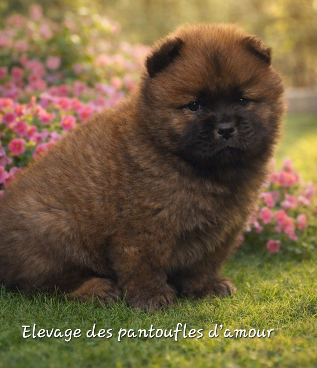 des Pantoufles d'Amour - Chiots disponibles - Chow Chow