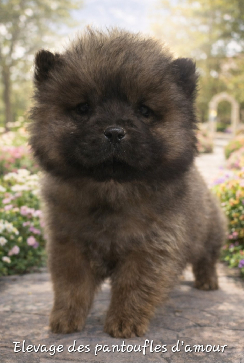 des Pantoufles d'Amour - Chiots disponibles - Chow Chow