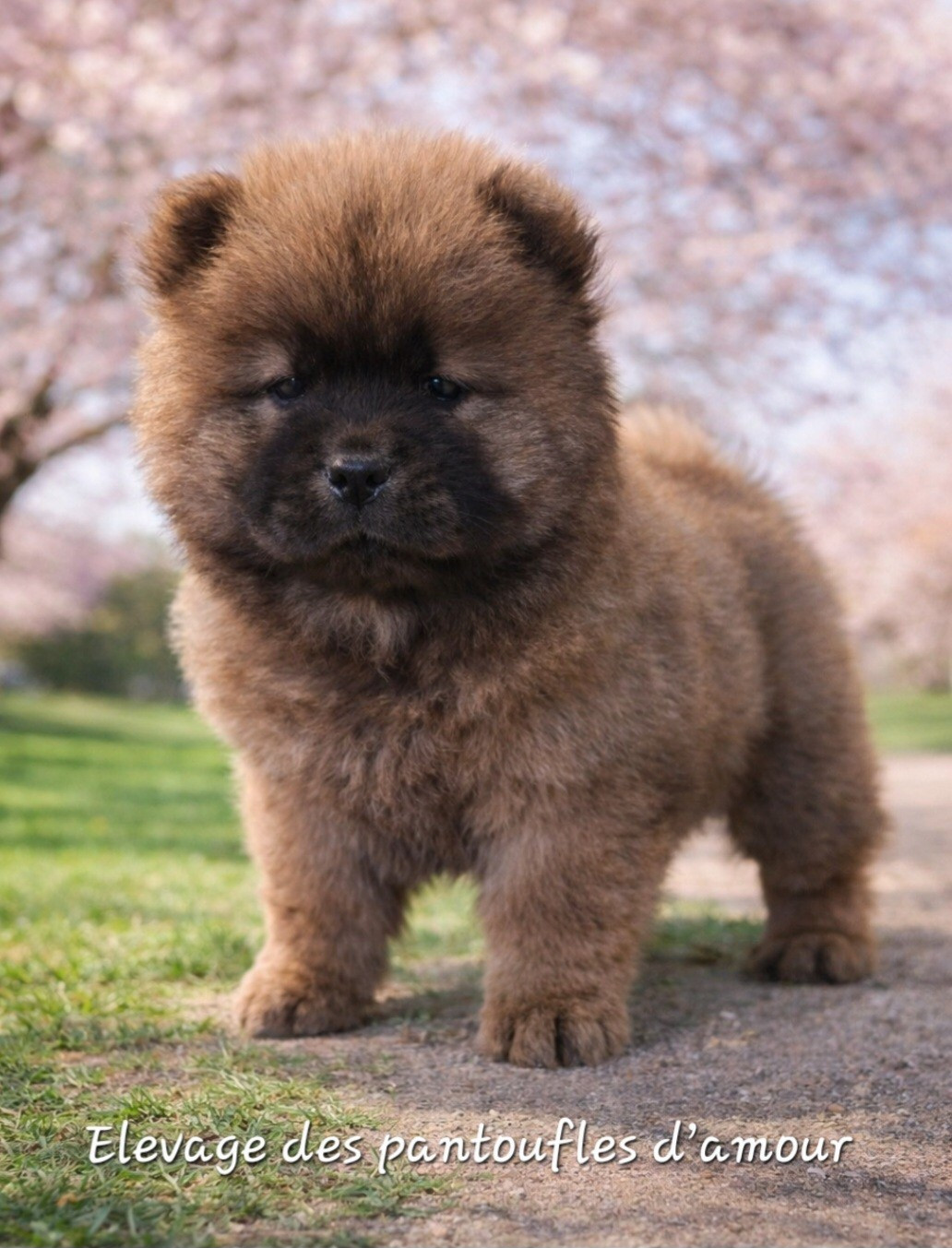 des Pantoufles d'Amour - Chiots disponibles - Chow Chow