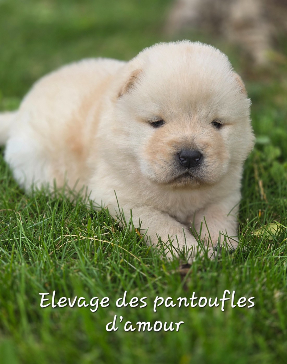 des Pantoufles d'Amour - Chiots disponibles - Chow Chow