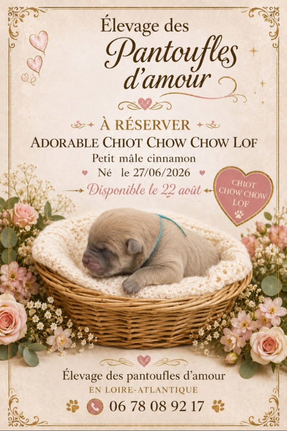 des Pantoufles d'Amour - Chiots disponibles - Chow Chow