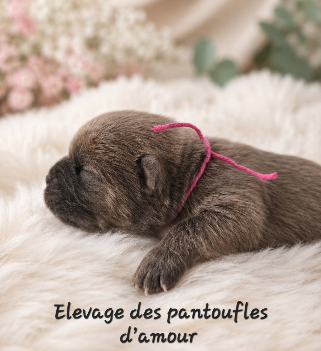 des Pantoufles d'Amour - Chiots disponibles - Chow Chow