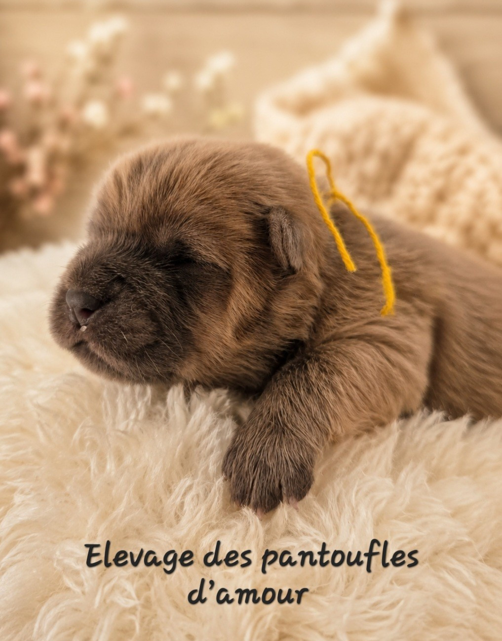 des Pantoufles d'Amour - Chiots disponibles - Chow Chow