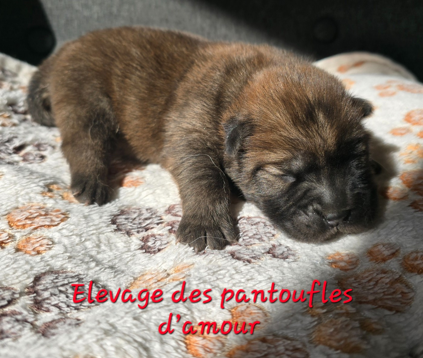 des Pantoufles d'Amour - Chiots disponibles - Chow Chow