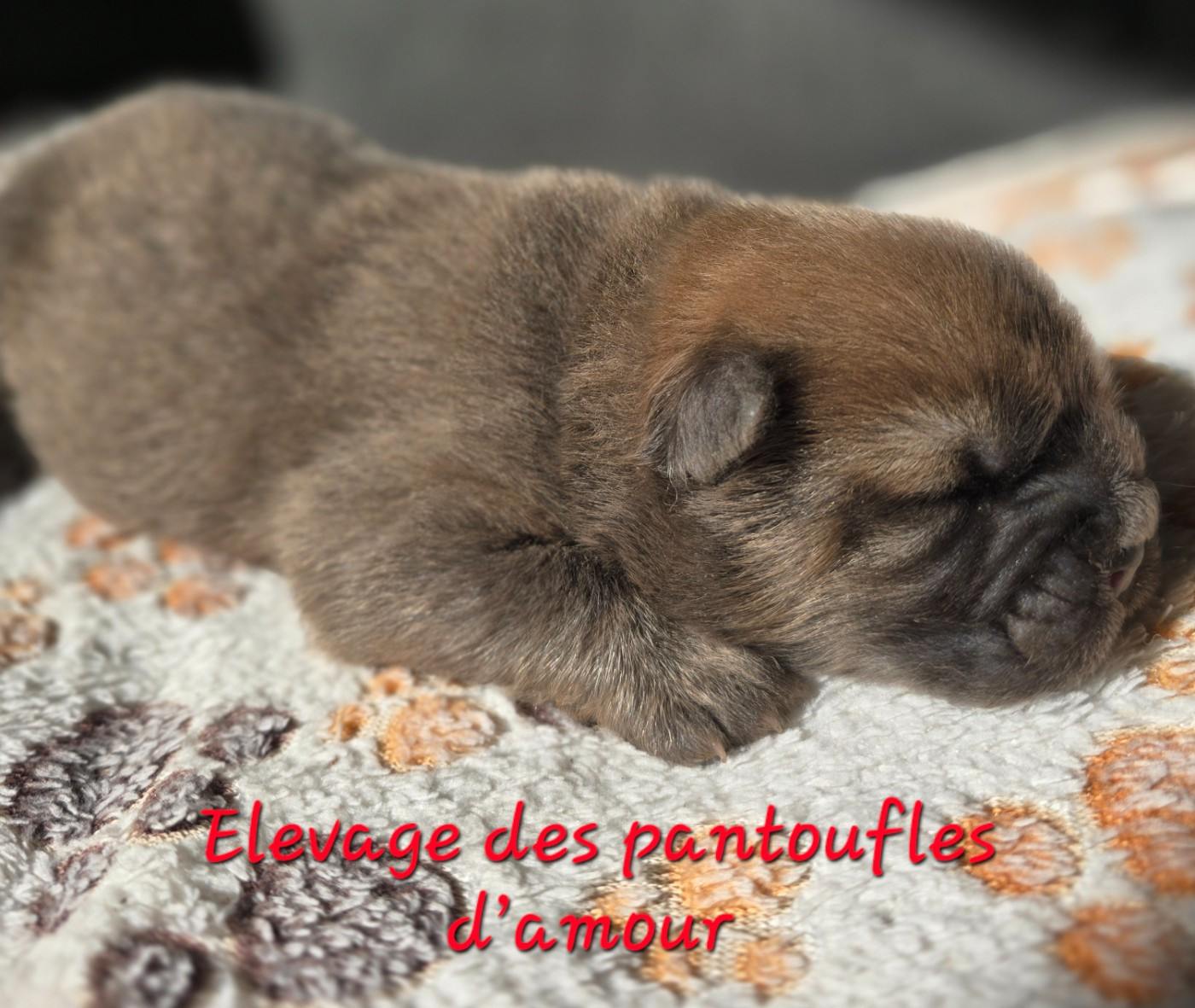 des Pantoufles d'Amour - Chiots disponibles - Chow Chow