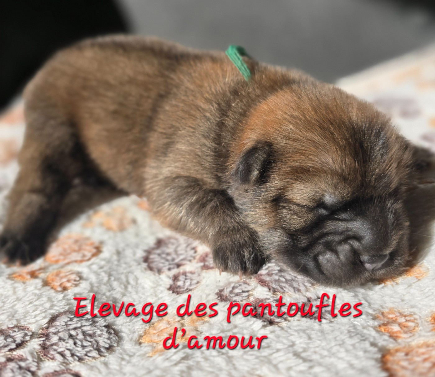 des Pantoufles d'Amour - Chiots disponibles - Chow Chow