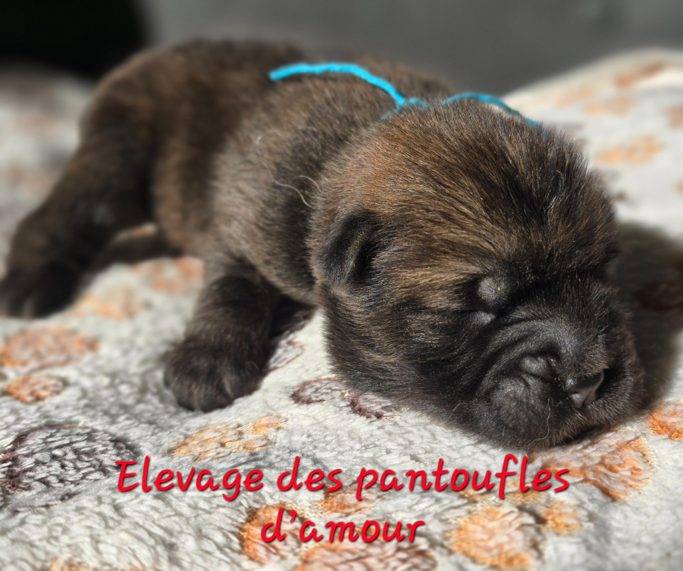 des Pantoufles d'Amour - Chiots disponibles - Chow Chow