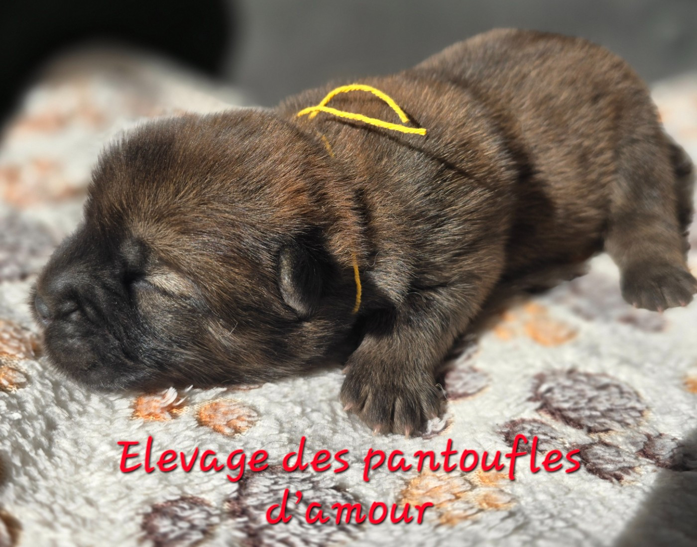 des Pantoufles d'Amour - Chiots disponibles - Chow Chow