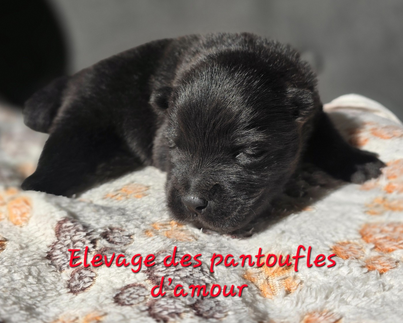 des Pantoufles d'Amour - Chiots disponibles - Chow Chow