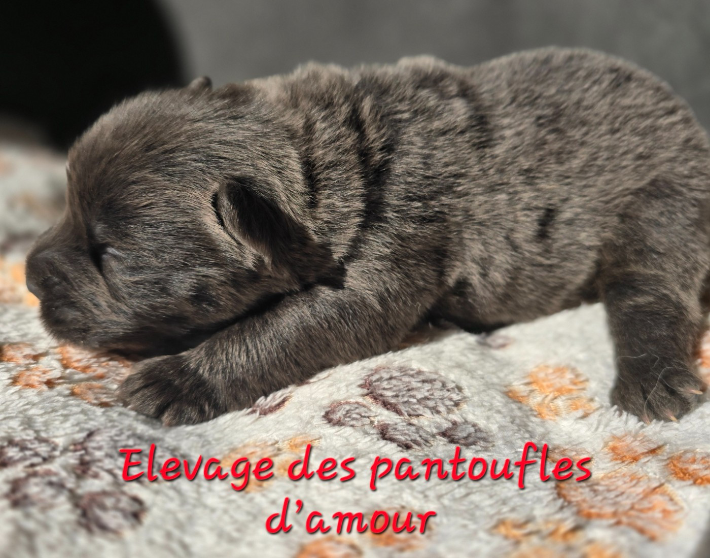 des Pantoufles d'Amour - Chiots disponibles - Chow Chow