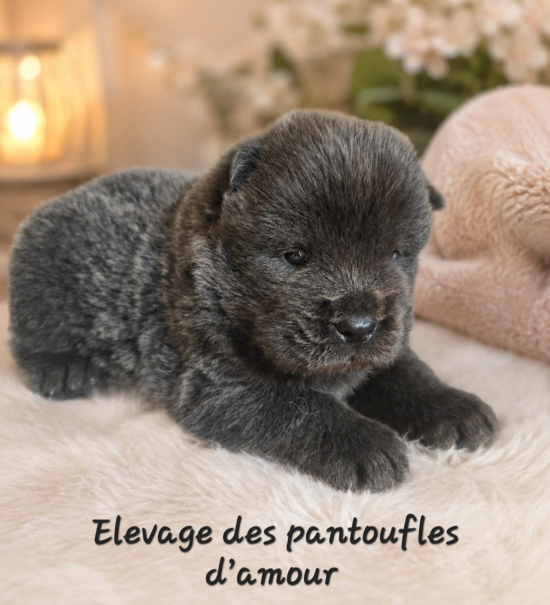 des Pantoufles d'Amour - Chiots disponibles - Chow Chow