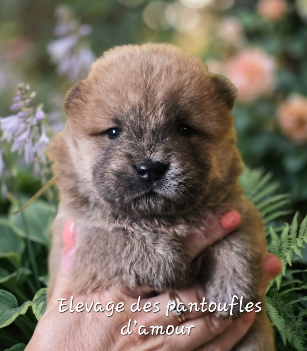 des Pantoufles d'Amour - Chiots disponibles - Chow Chow