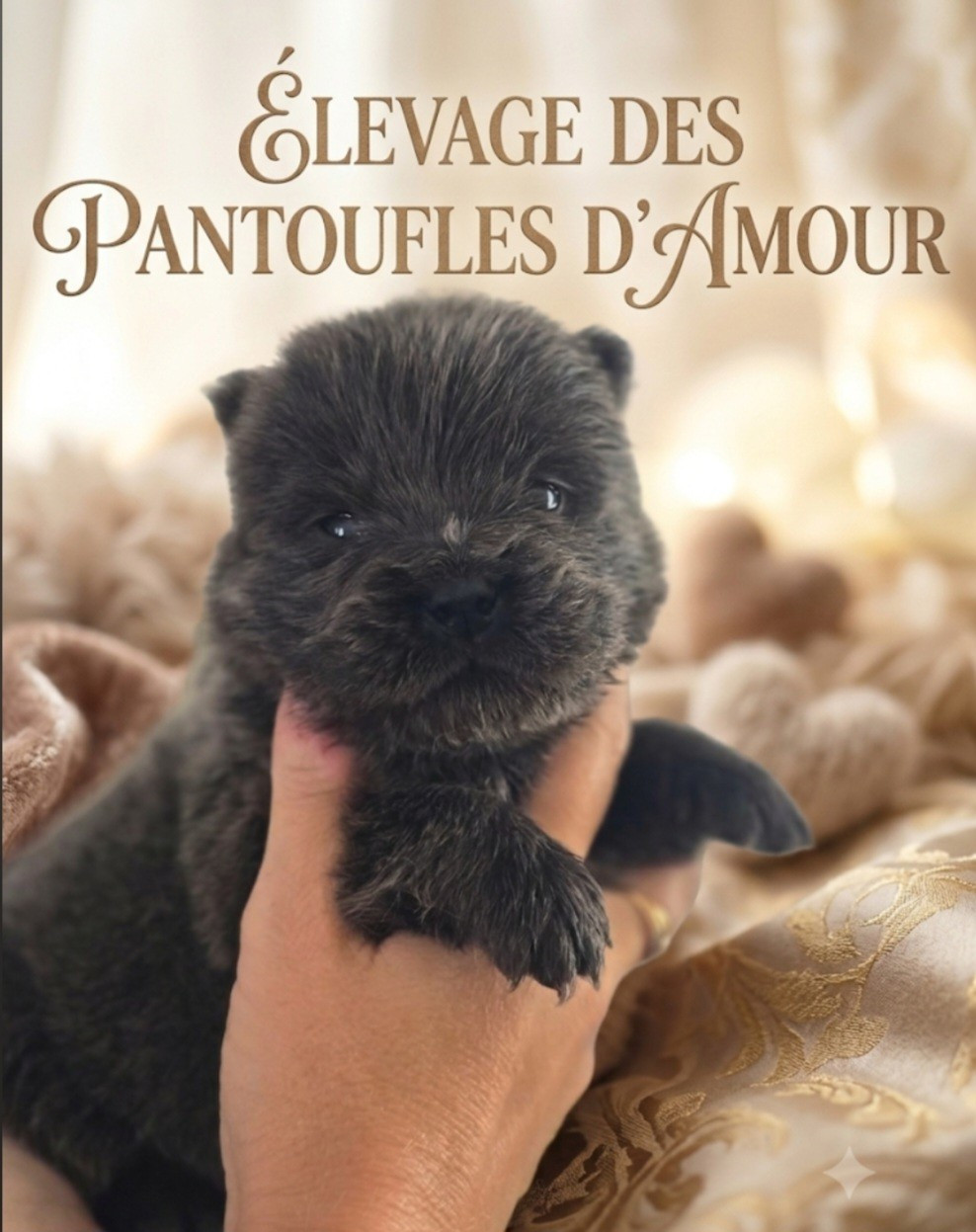 des Pantoufles d'Amour - Chiots disponibles - Chow Chow