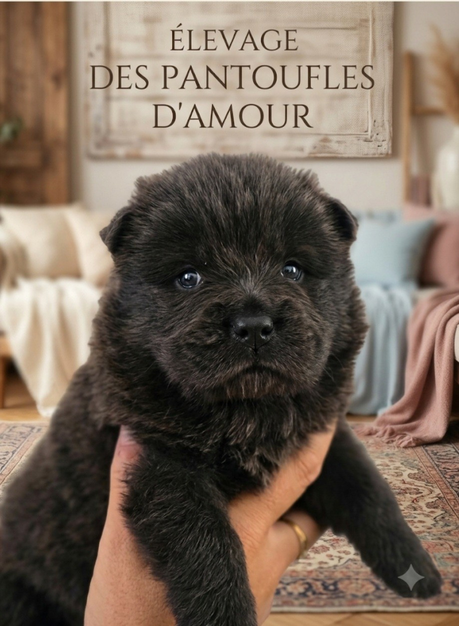 des Pantoufles d'Amour - Chiots disponibles - Chow Chow