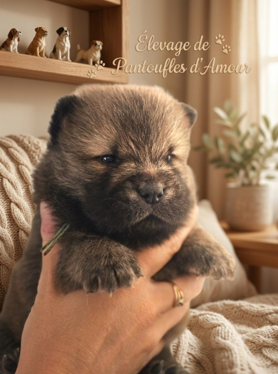 des Pantoufles d'Amour - Chiots disponibles - Chow Chow