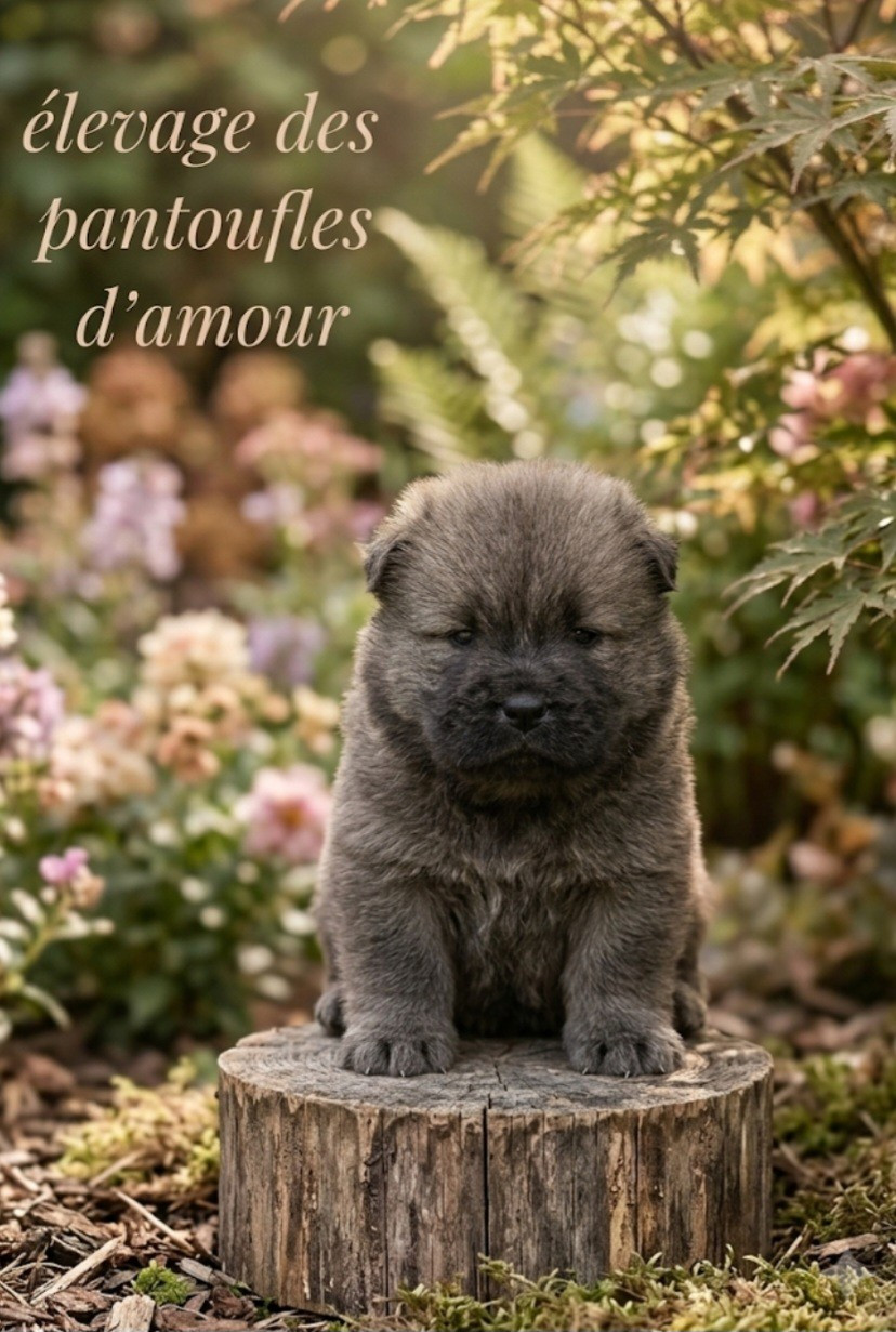 des Pantoufles d'Amour - Chiots disponibles - Chow Chow