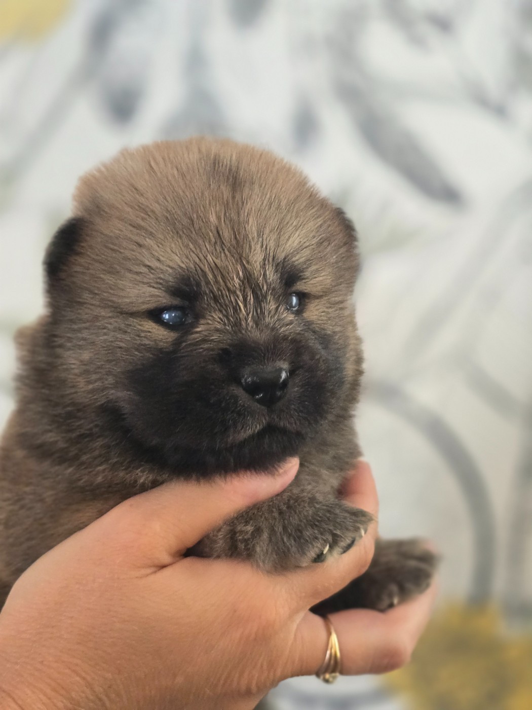des Pantoufles d'Amour - Chiots disponibles - Chow Chow