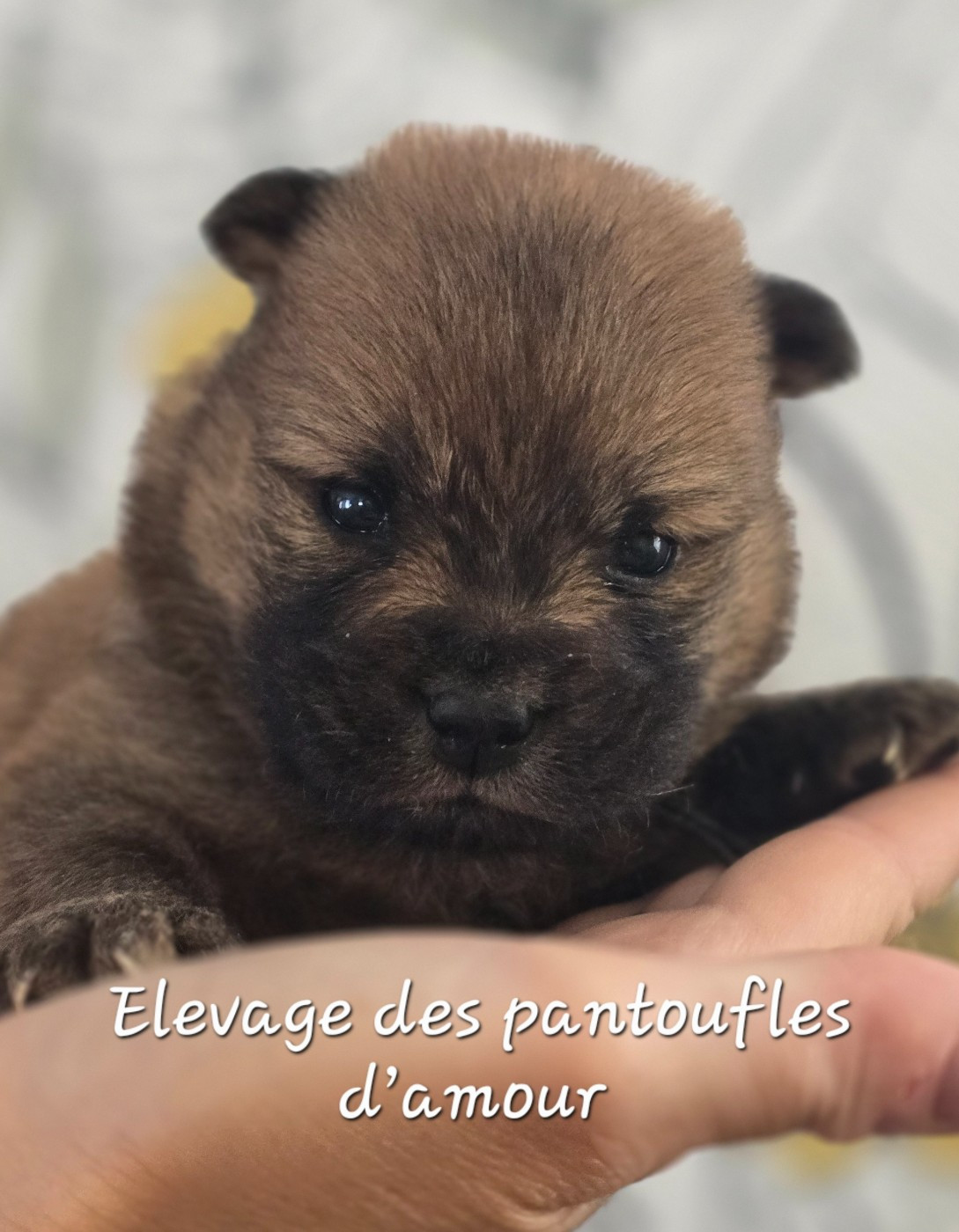 des Pantoufles d'Amour - Chiots disponibles - Chow Chow