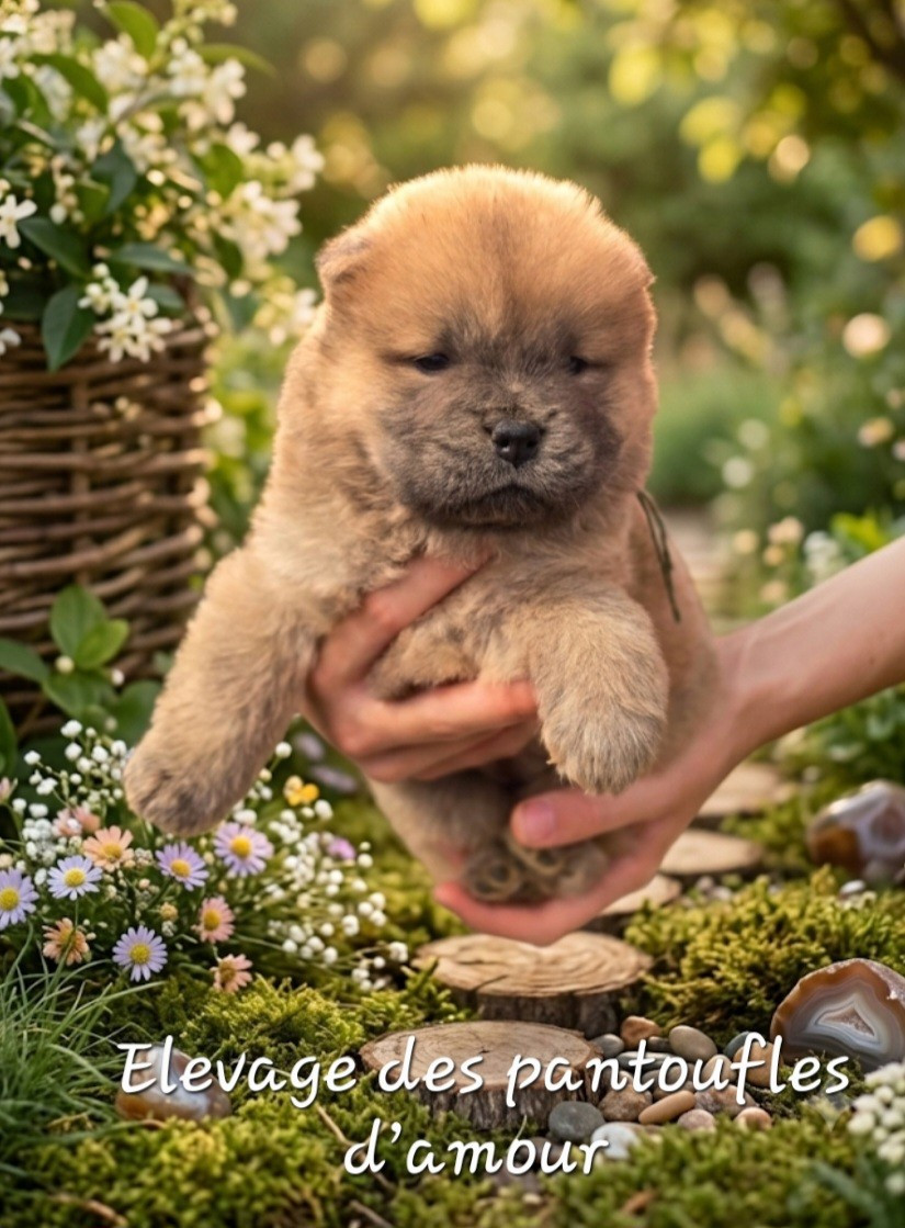 des Pantoufles d'Amour - Chiots disponibles - Chow Chow