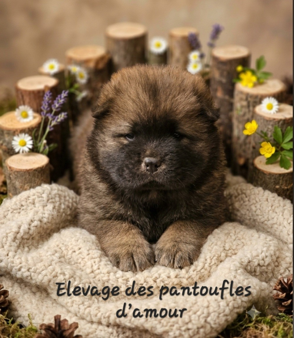 des Pantoufles d'Amour - Chiots disponibles - Chow Chow