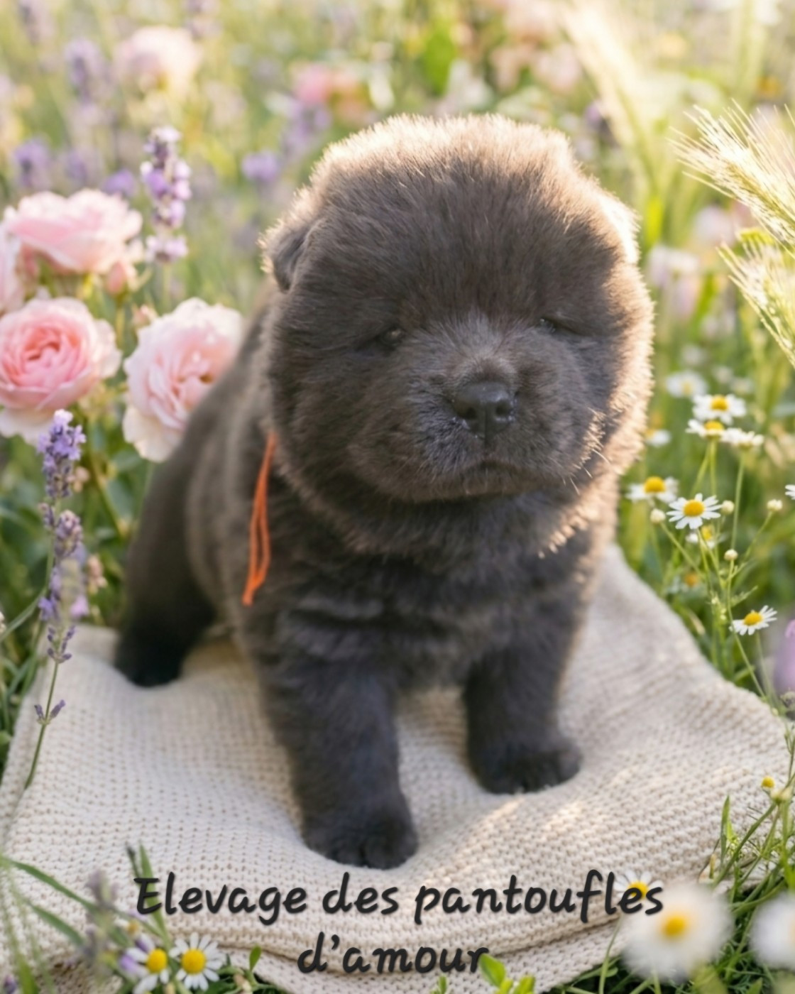 des Pantoufles d'Amour - Chiots disponibles - Chow Chow
