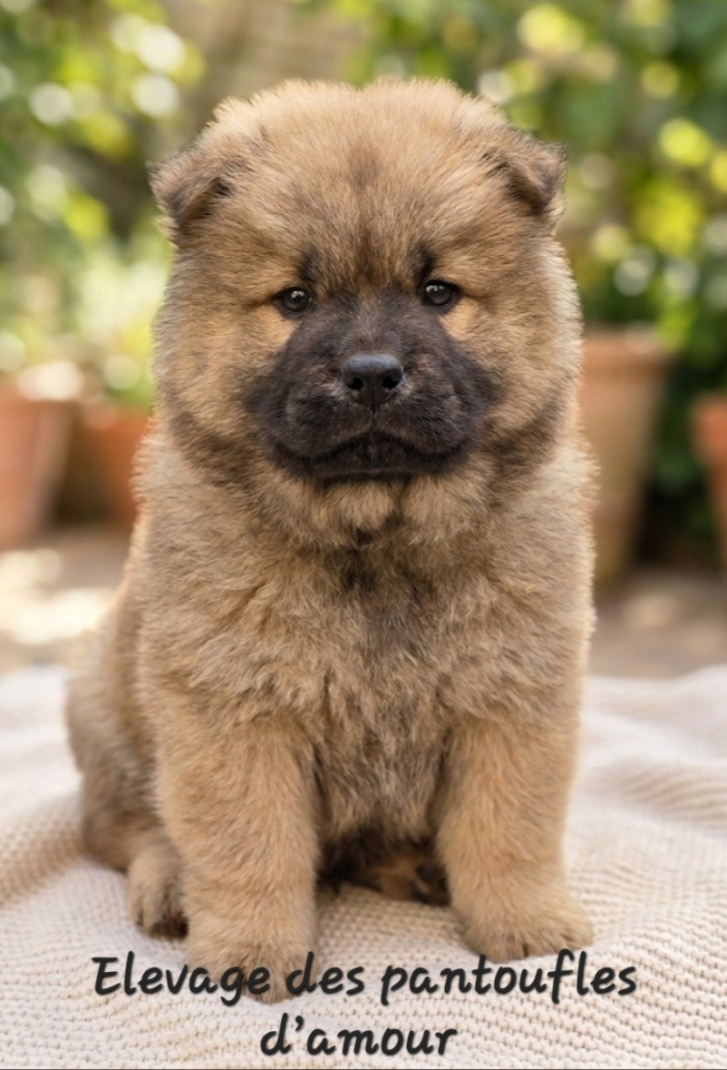 des Pantoufles d'Amour - Chiots disponibles - Chow Chow