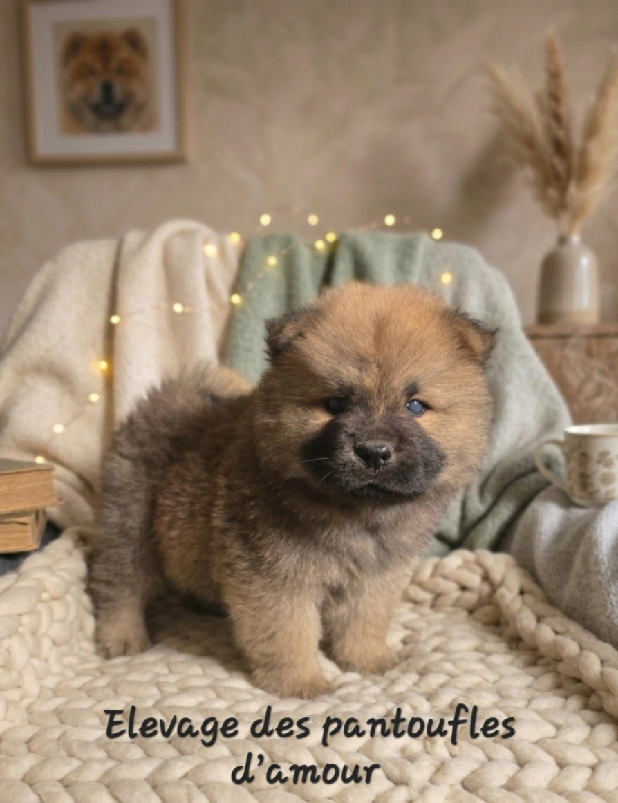 des Pantoufles d'Amour - Chiots disponibles - Chow Chow
