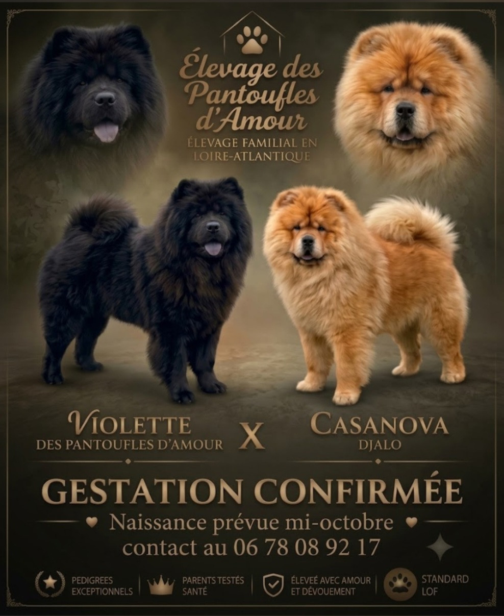 Chiot Chow Chow des Pantoufles d'Amour