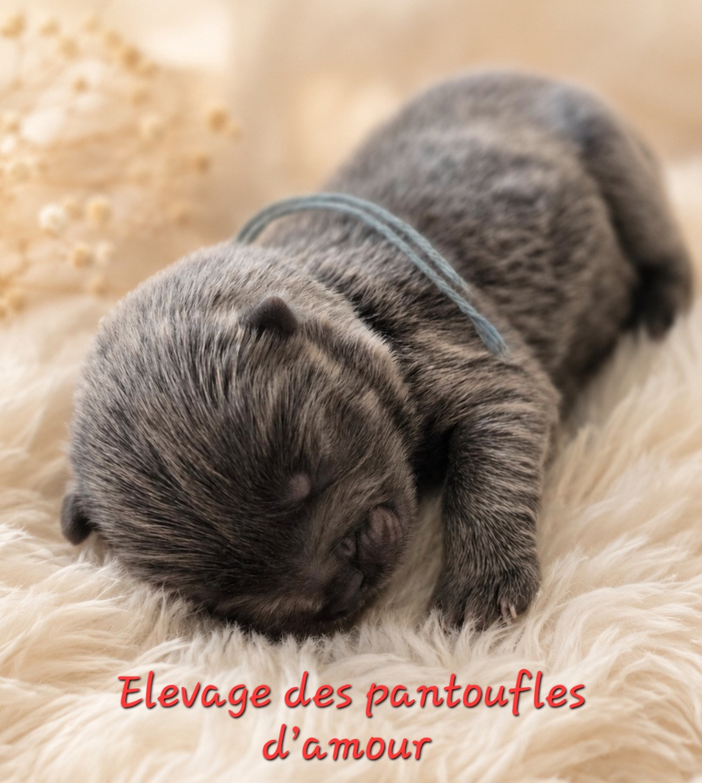 des Pantoufles d'Amour - Chiots disponibles - Chow Chow