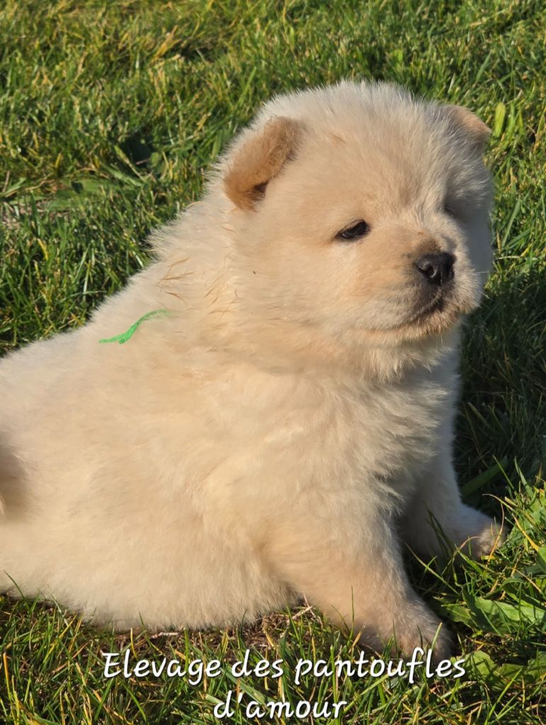 des Pantoufles d'Amour - Chiots disponibles - Chow Chow