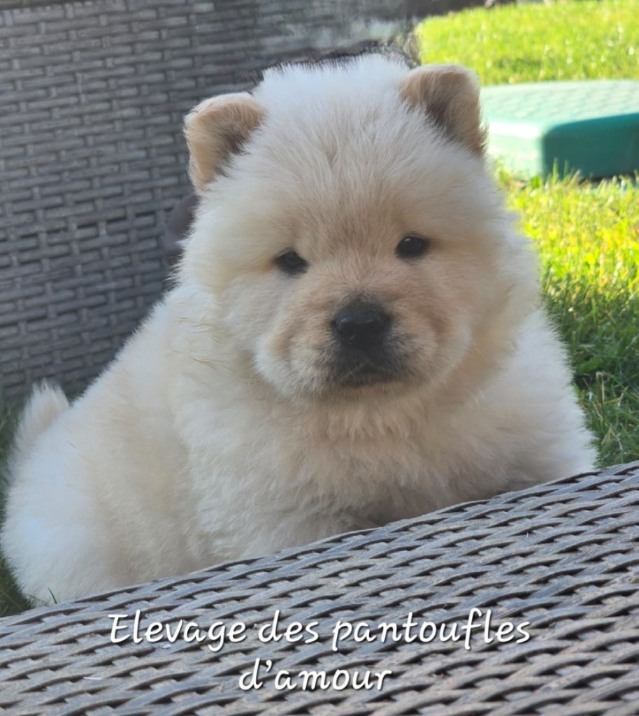 des Pantoufles d'Amour - Chiots disponibles - Chow Chow