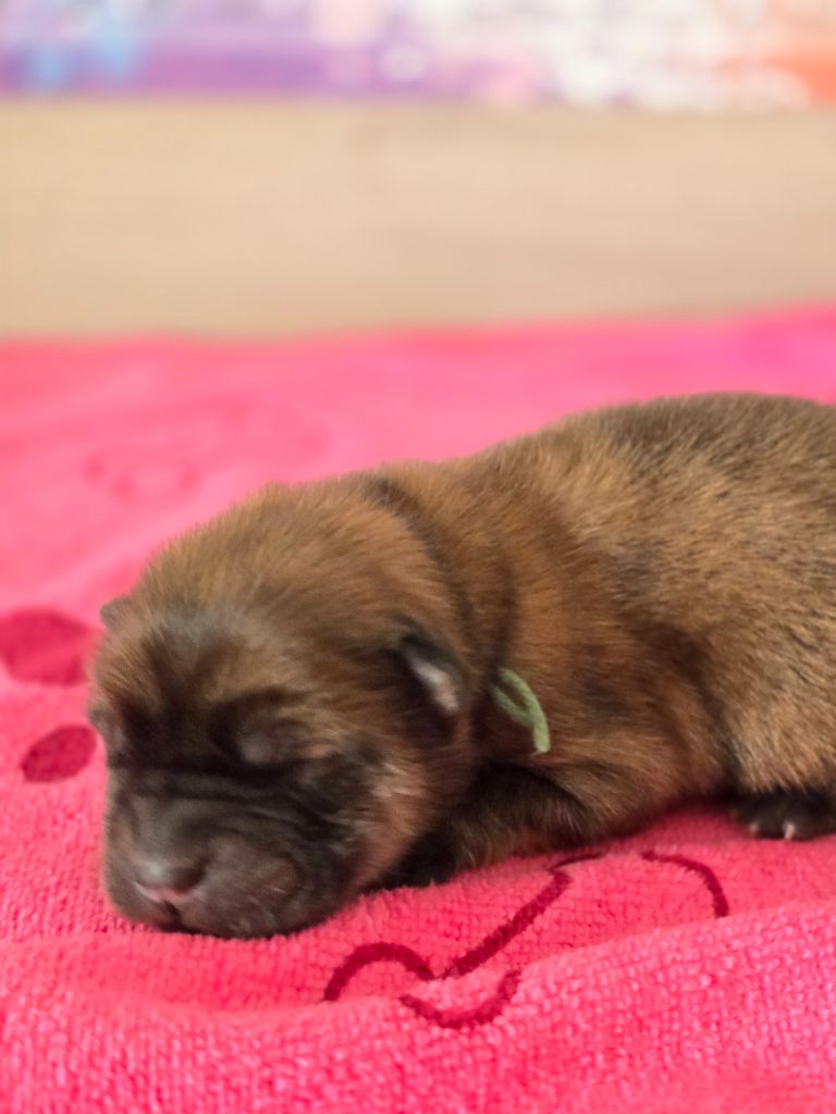 des Pantoufles d'Amour - Chiots disponibles - Chow Chow