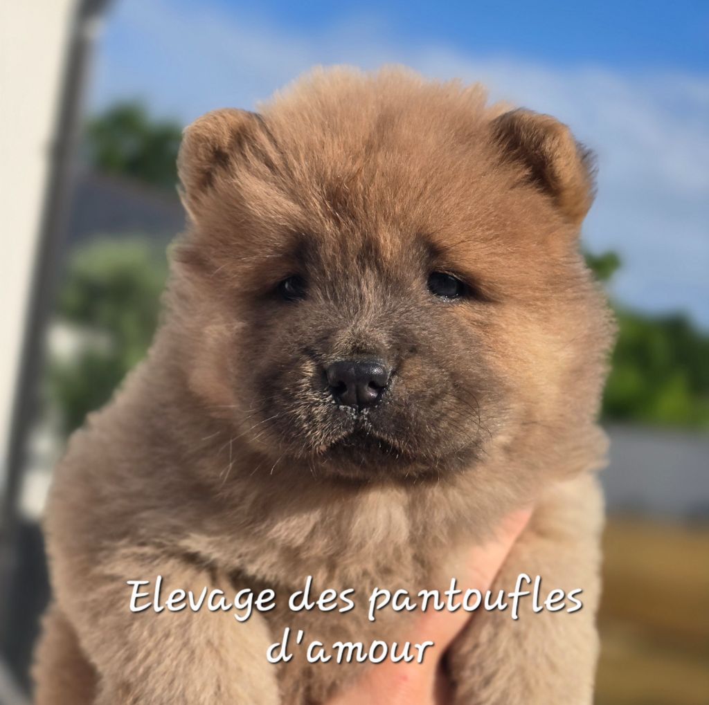 des Pantoufles d'Amour - Chiots disponibles - Chow Chow